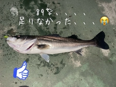 シーバスの釣果