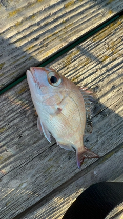 マダイの釣果