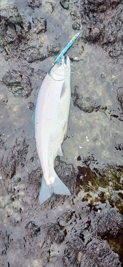 サクラマスの釣果