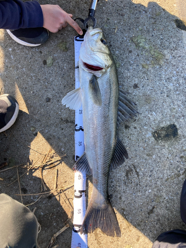 シーバスの釣果