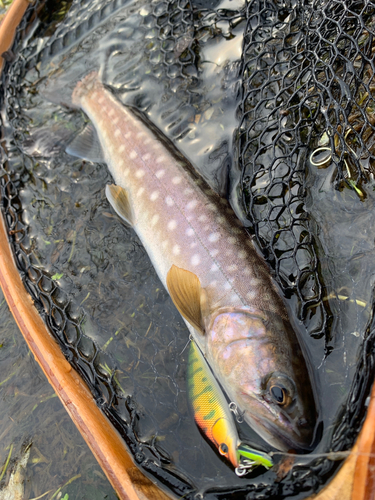 アメマスの釣果