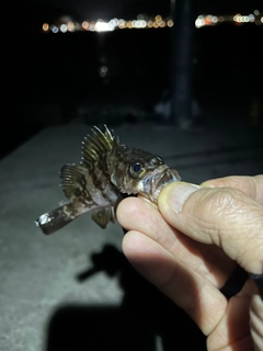 クロメバルの釣果