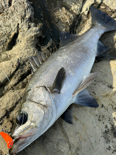 ヒラスズキの釣果