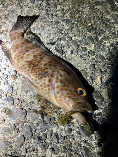 オオモンハタの釣果