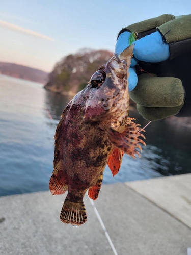 ヨロイメバルの釣果