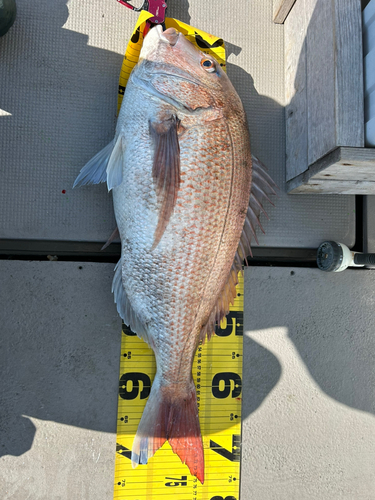 マダイの釣果