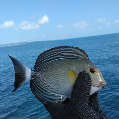 トカジャーの釣果