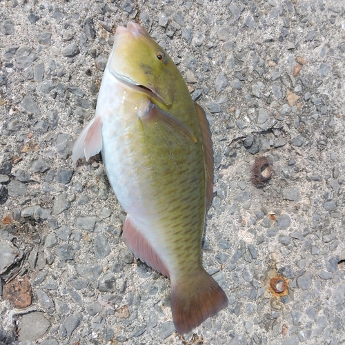 イラブチャーの釣果