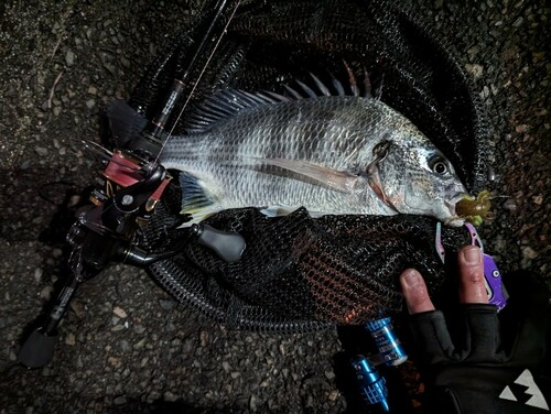 キビレの釣果