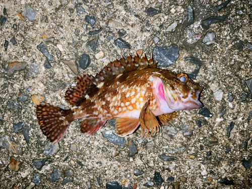 カサゴの釣果