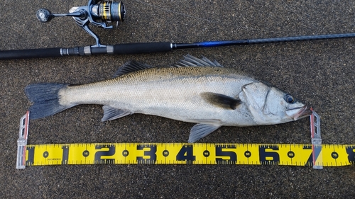 スズキの釣果