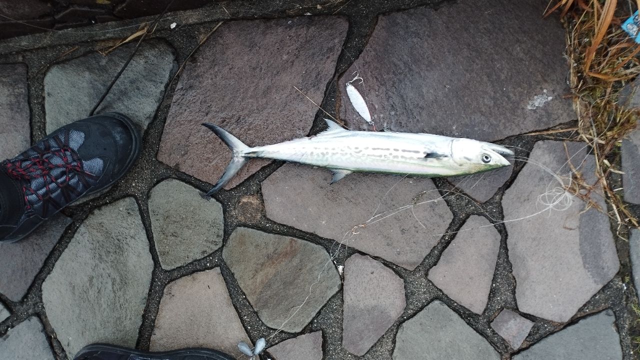 サゴシ