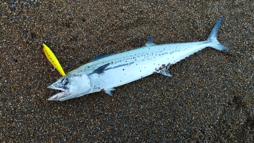 サゴシの釣果