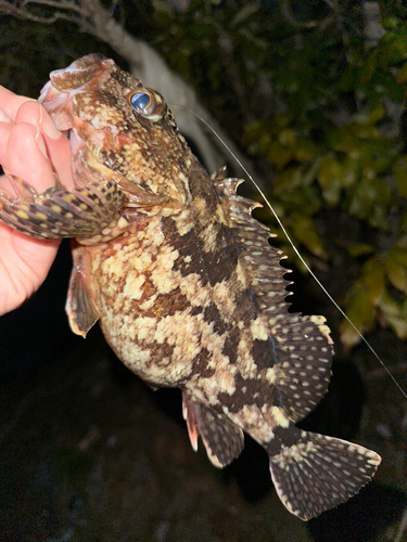 カサゴの釣果