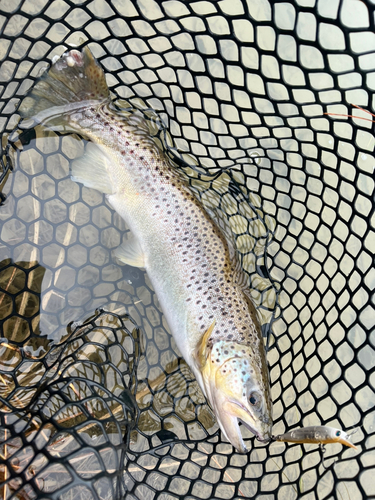 ブラウントラウトの釣果