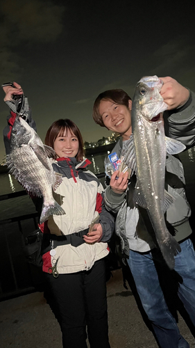 シーバスの釣果