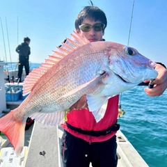 マダイの釣果