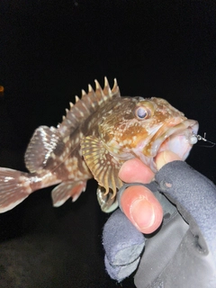 ガシラの釣果