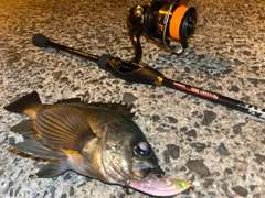 クロメバルの釣果