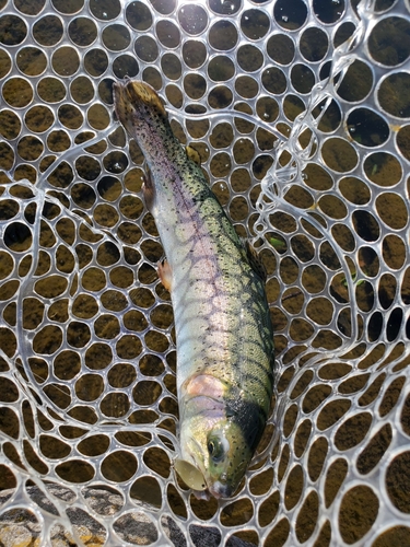 ニジマスの釣果