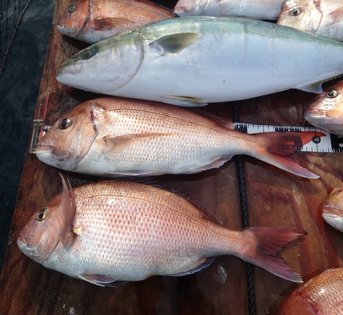 マダイの釣果