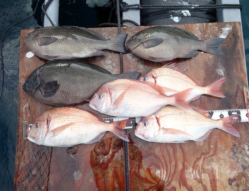 チダイの釣果