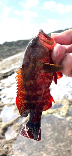 ニジハタの釣果