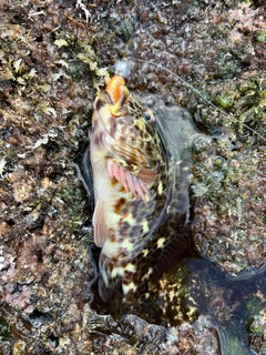 イソゴンベの釣果