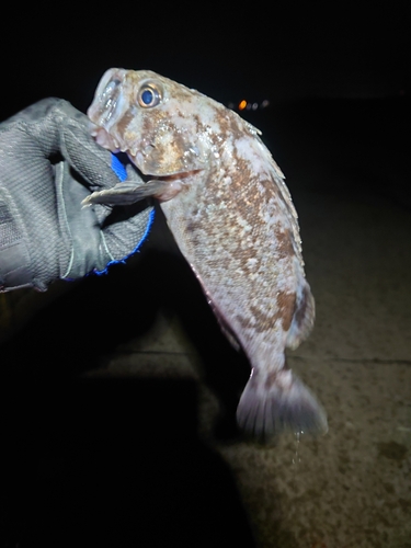 クロソイの釣果