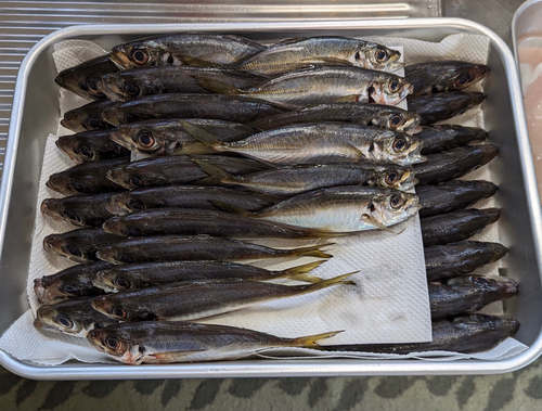 マアジの釣果