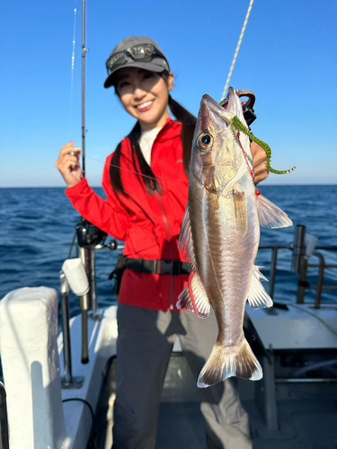 アラの釣果