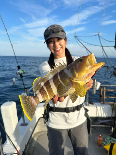 アオハタの釣果