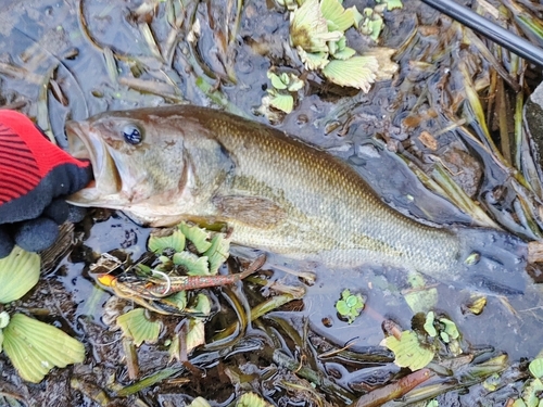 ブラックバスの釣果