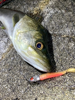 フッコ（マルスズキ）の釣果