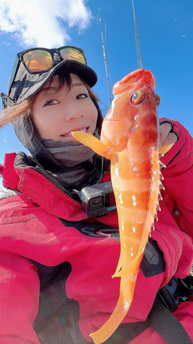 アカハタの釣果