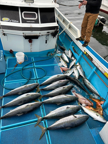 ブリの釣果