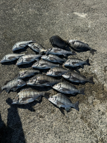 クロダイの釣果