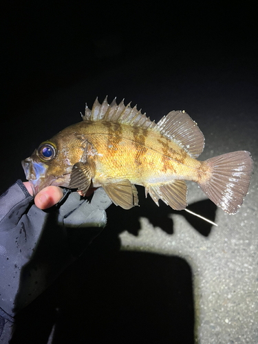 メバルの釣果