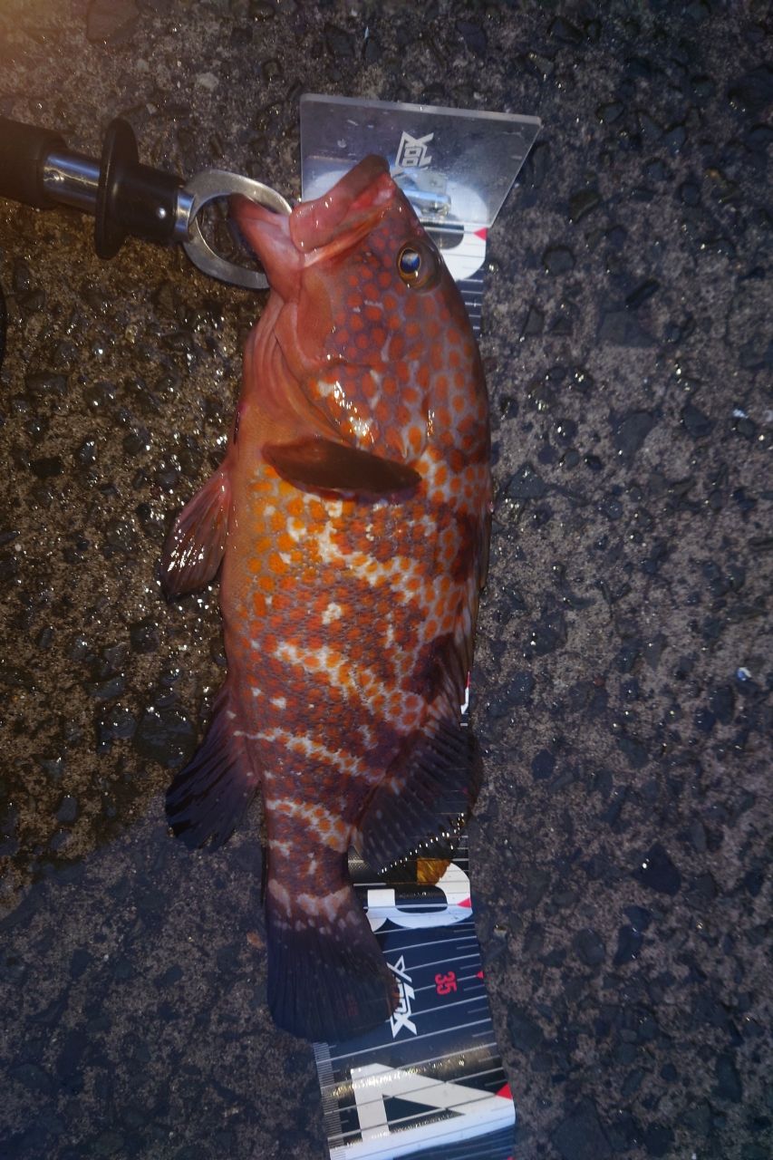 トウフさんの釣果 2枚目の画像