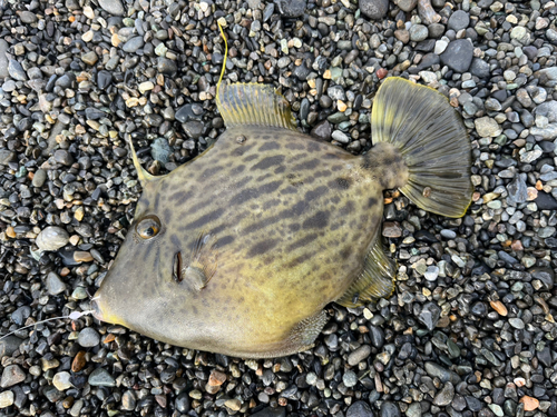 カワハギの釣果