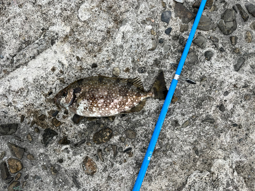 アイゴの釣果