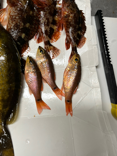 ネンブツダイの釣果