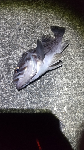 クロソイの釣果