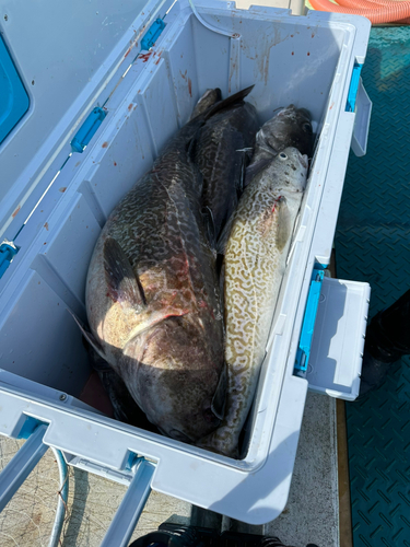 タラの釣果