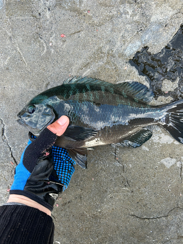 メジナの釣果