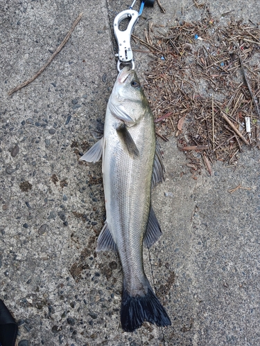 セイゴ（マルスズキ）の釣果