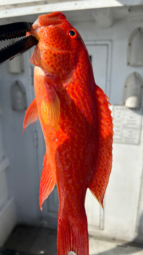 バラハタの釣果