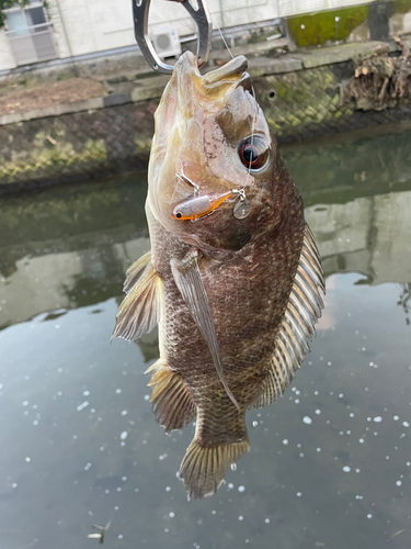 ティラピアの釣果