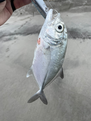 メッキの釣果