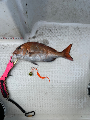 タイの釣果